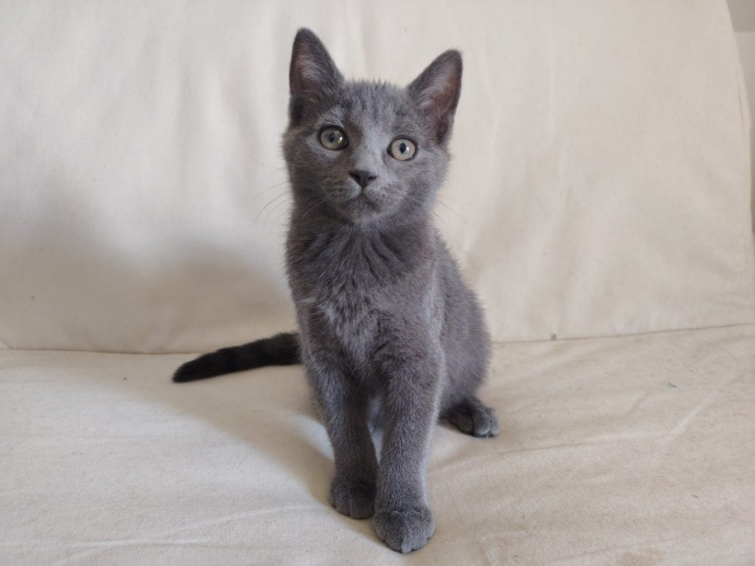 Mentalo - Chat Européen à adopter