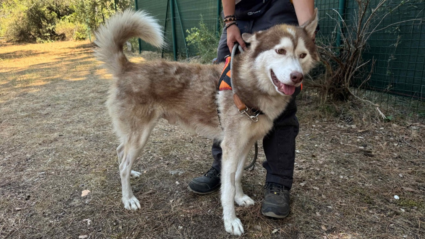 Rocco - Chien Husky Sibérien à adopter