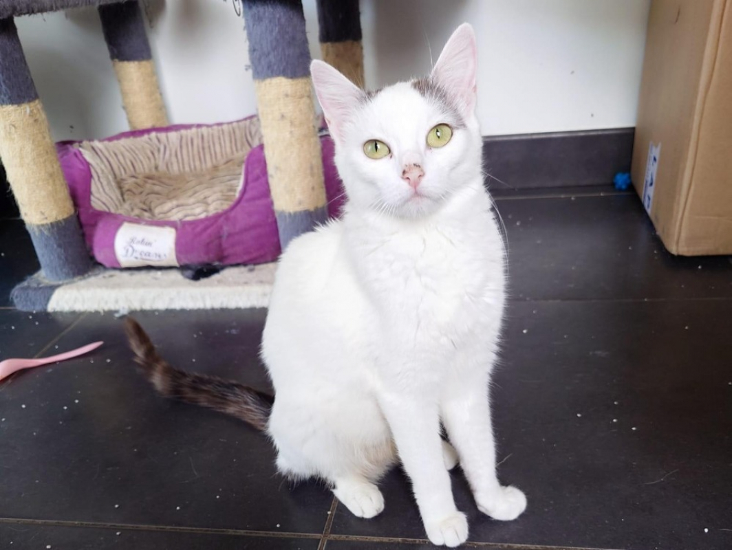 Bliss - Chat Européen à adopter
