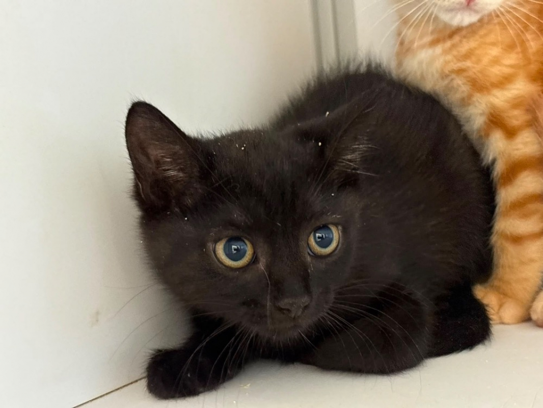 Béta - Chat Européen à adopter