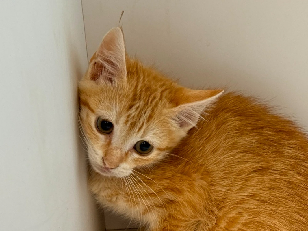 Atlas - Chat Européen à adopter