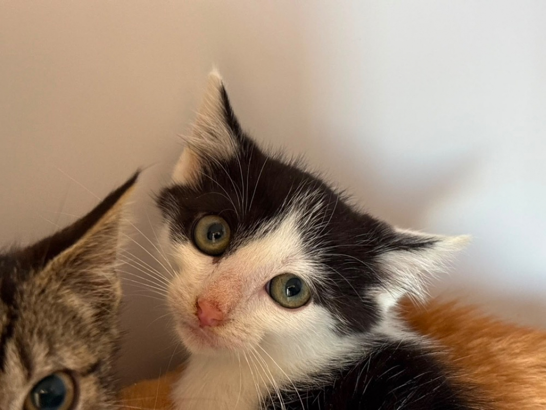 Nova - Chat Européen à adopter