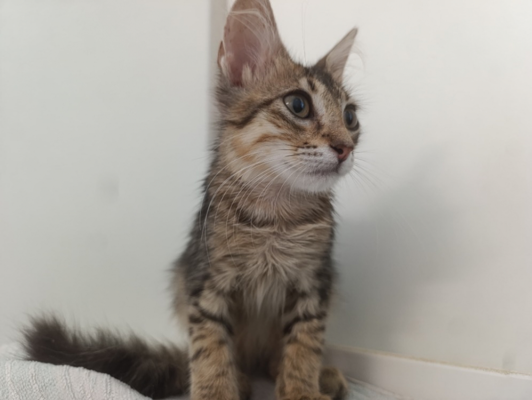 Malex - Chat Européen à adopter