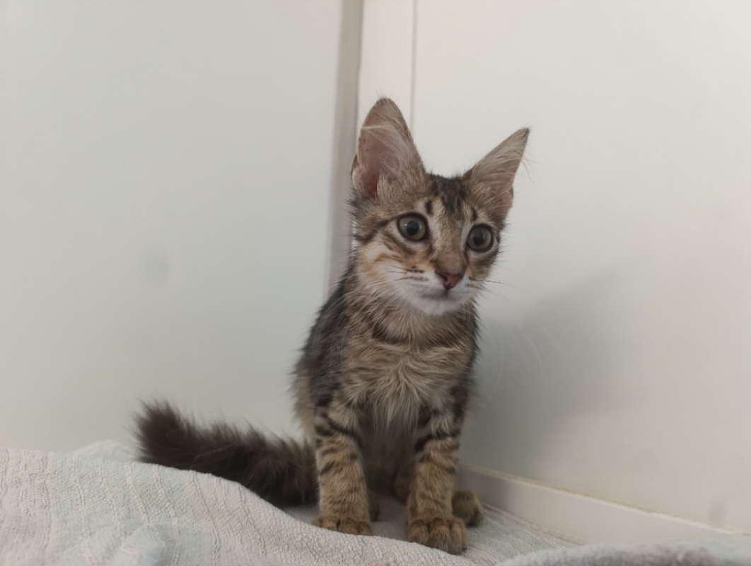 Malex - Chat Européen à adopter - photo 2