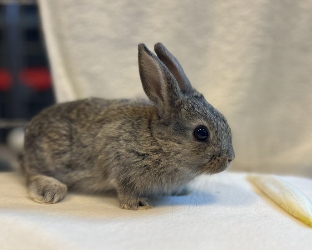 Bouton dor - Rongeur Lapin à adopter