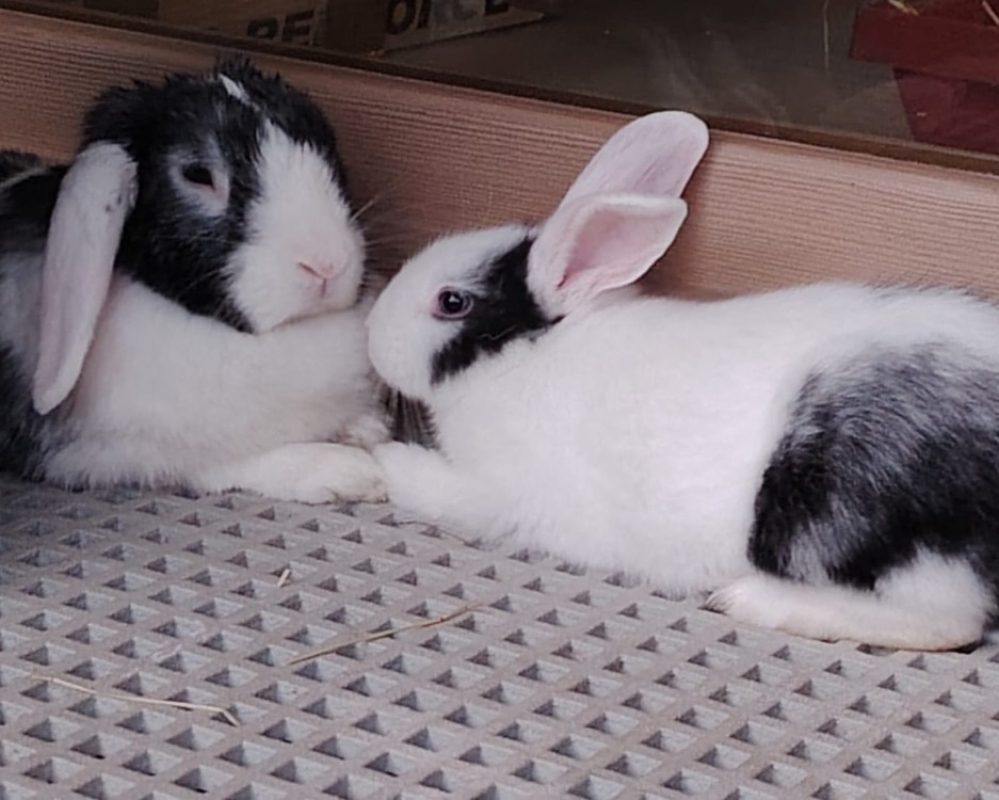 Pepsi - Rongeur Lapin à adopter