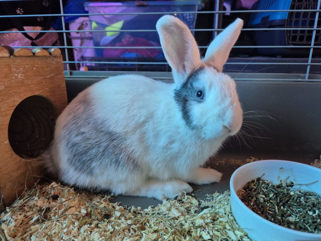 Pepsi - Rongeur Lapin à adopter