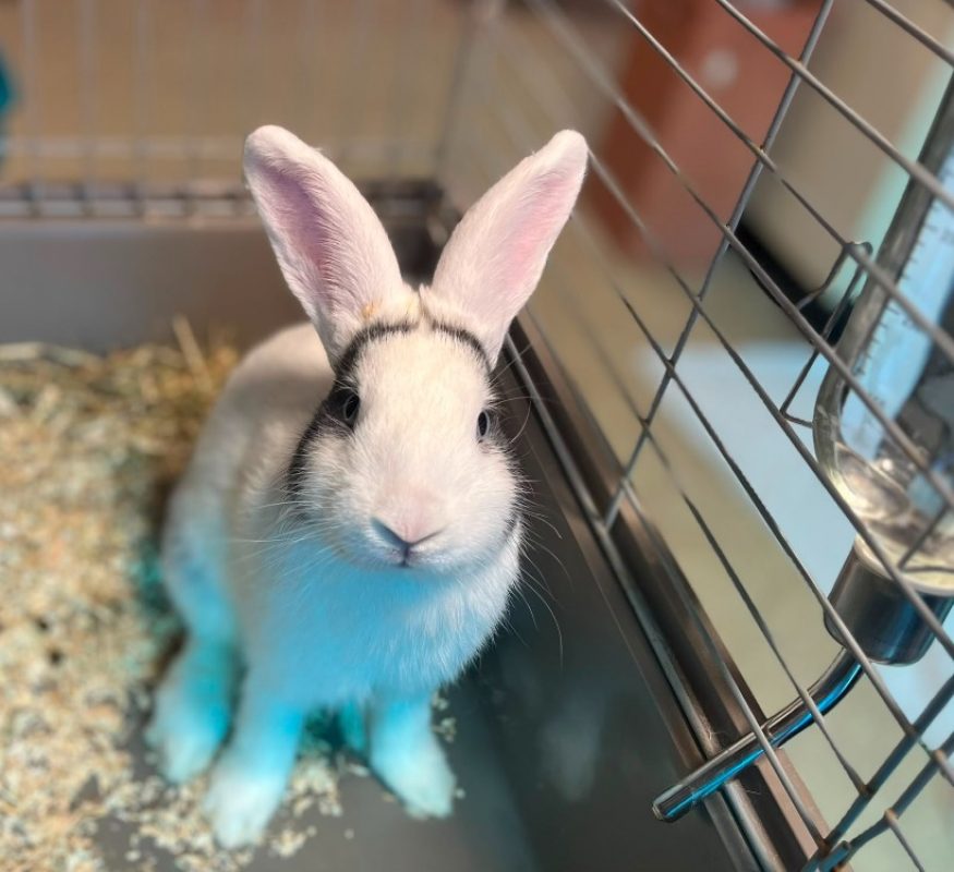 Pepsi - Rongeur Lapin à adopter - photo 2