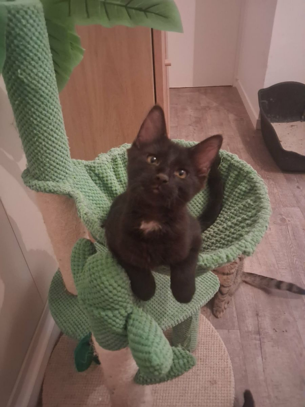 BERLIOZ - Chat Européen à adopter
