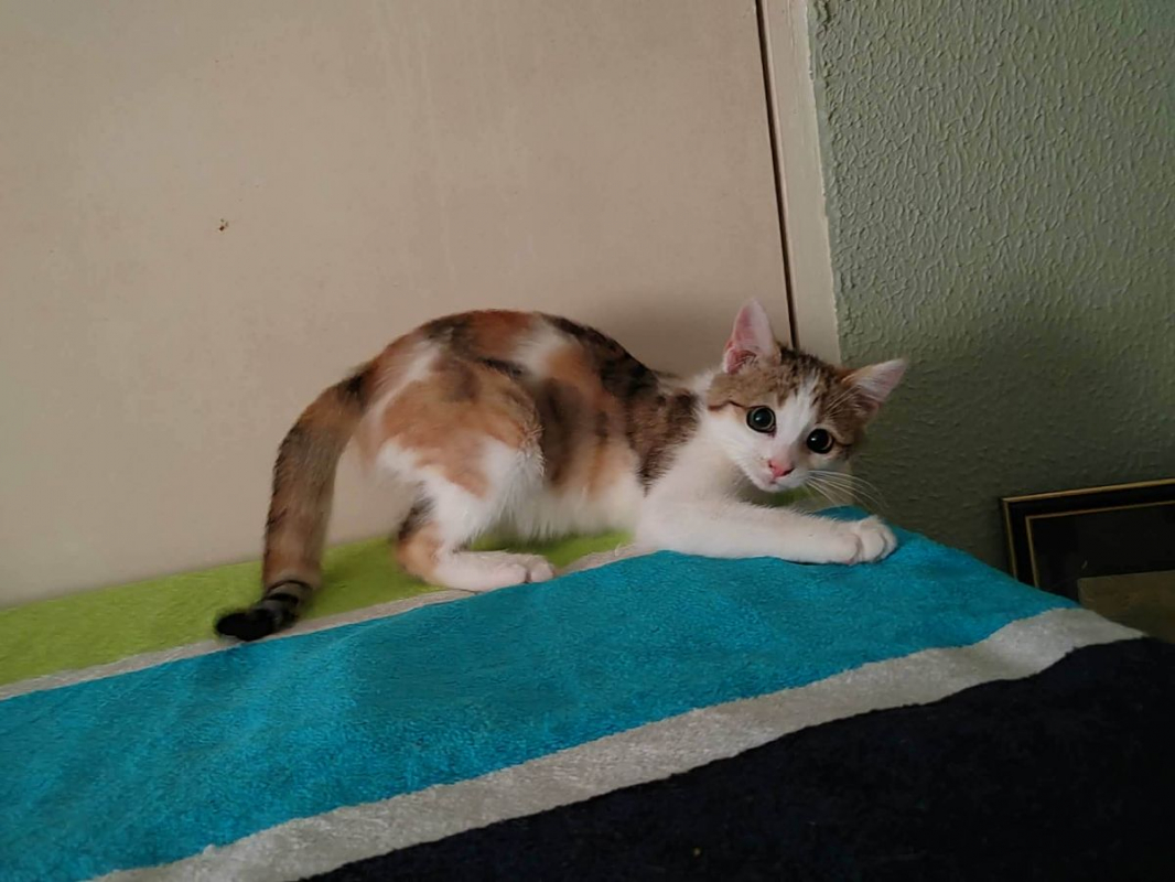 LILI - Chat Européen à adopter