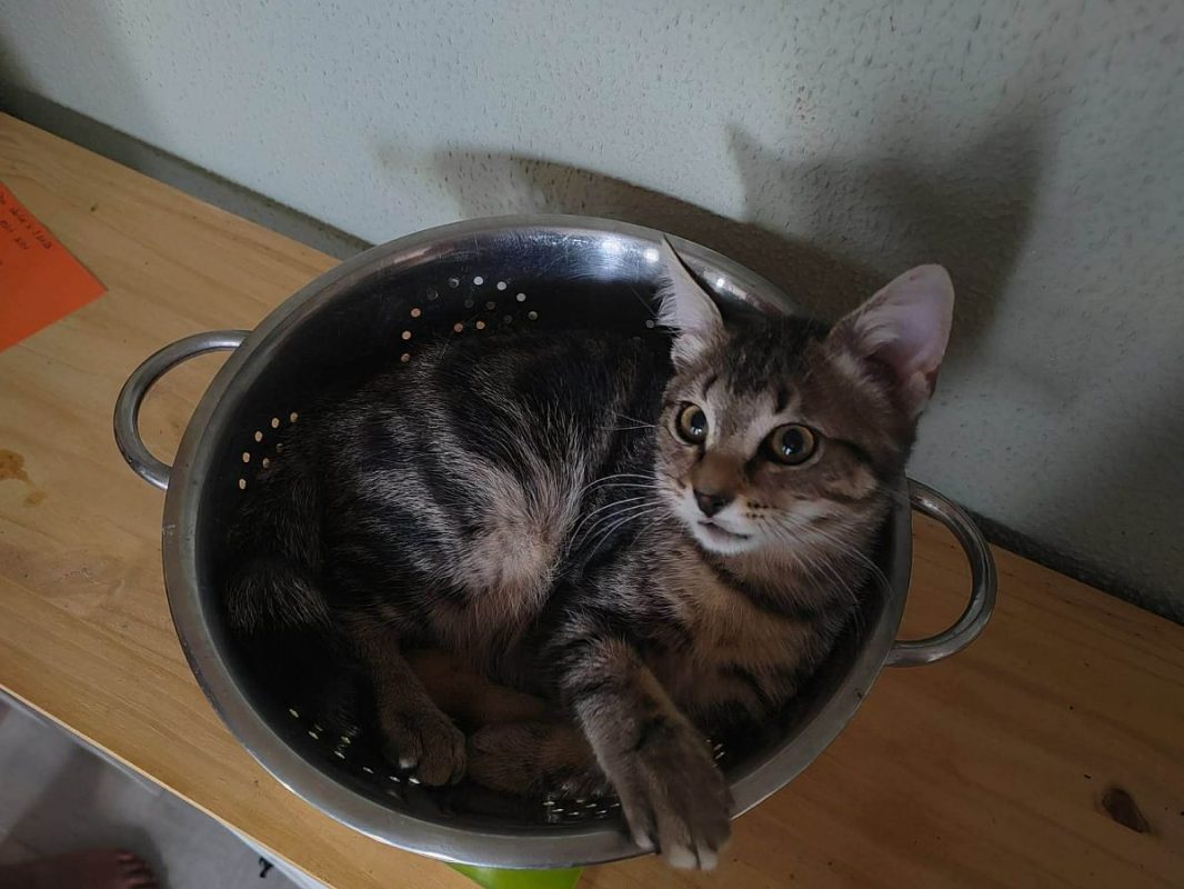 DRAGON - Chat Européen à adopter