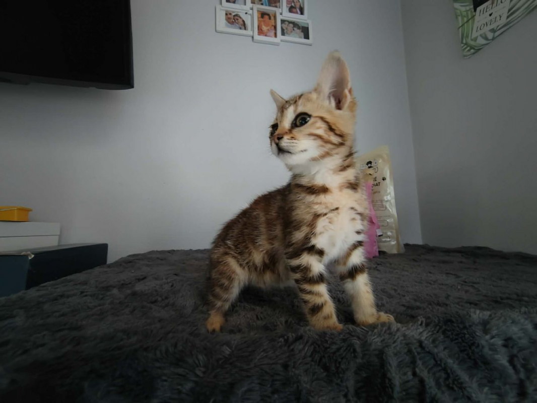 DOUDOU - Chat Européen à adopter