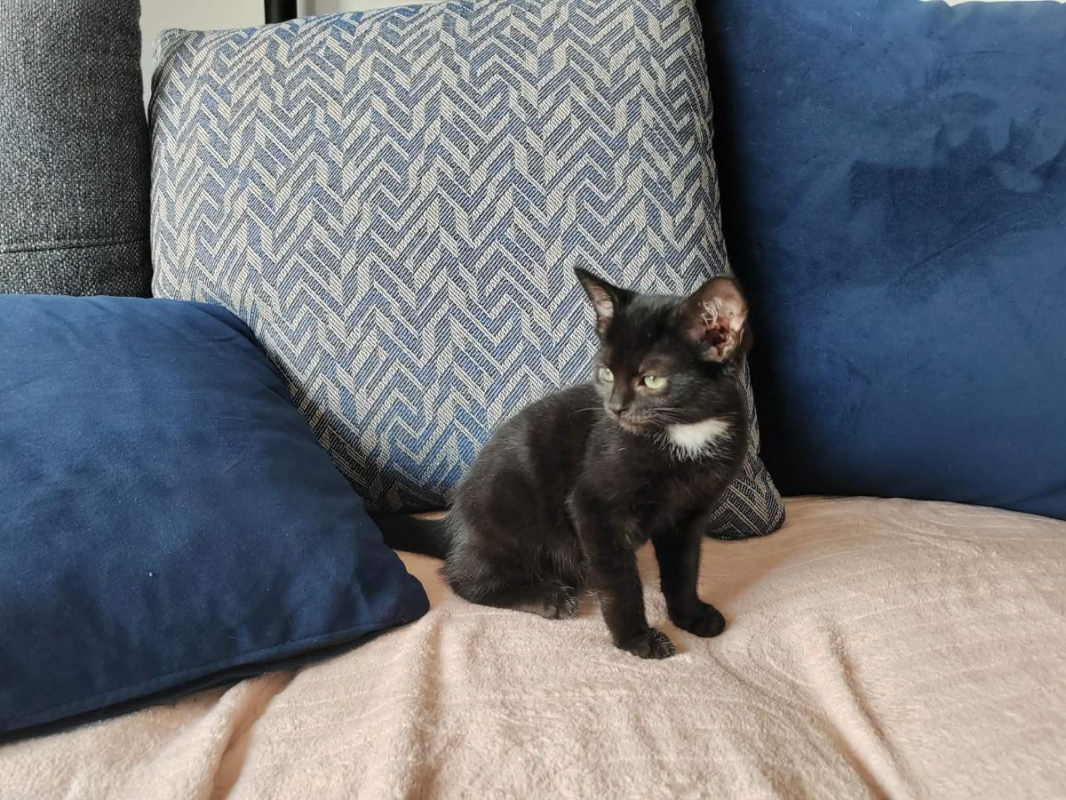 GINGER - Chat Européen à adopter