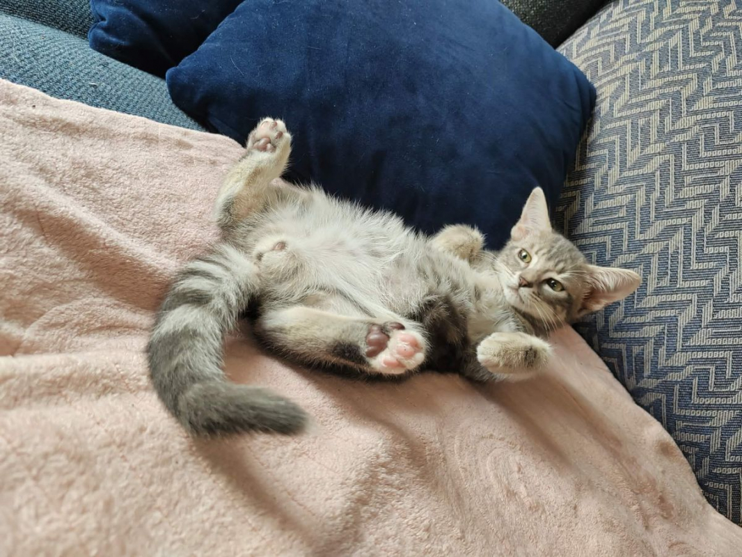 BAILEYS - Chat Européen à adopter