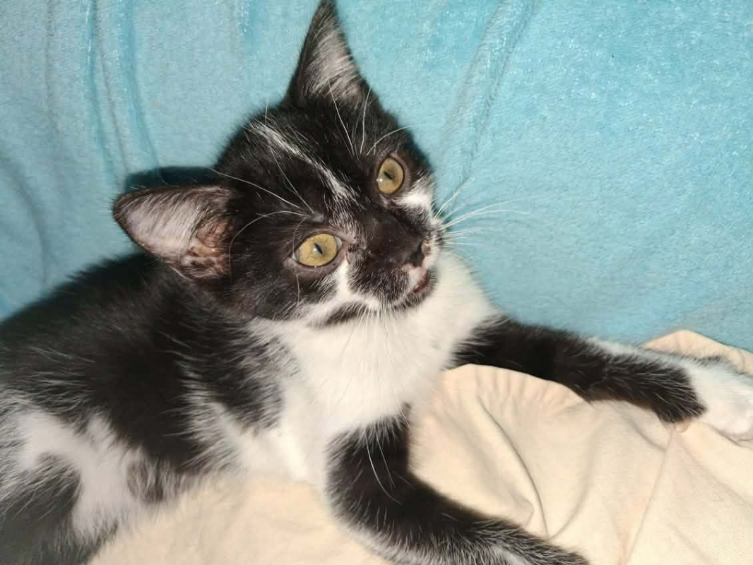 LILAS - Chat à adopter