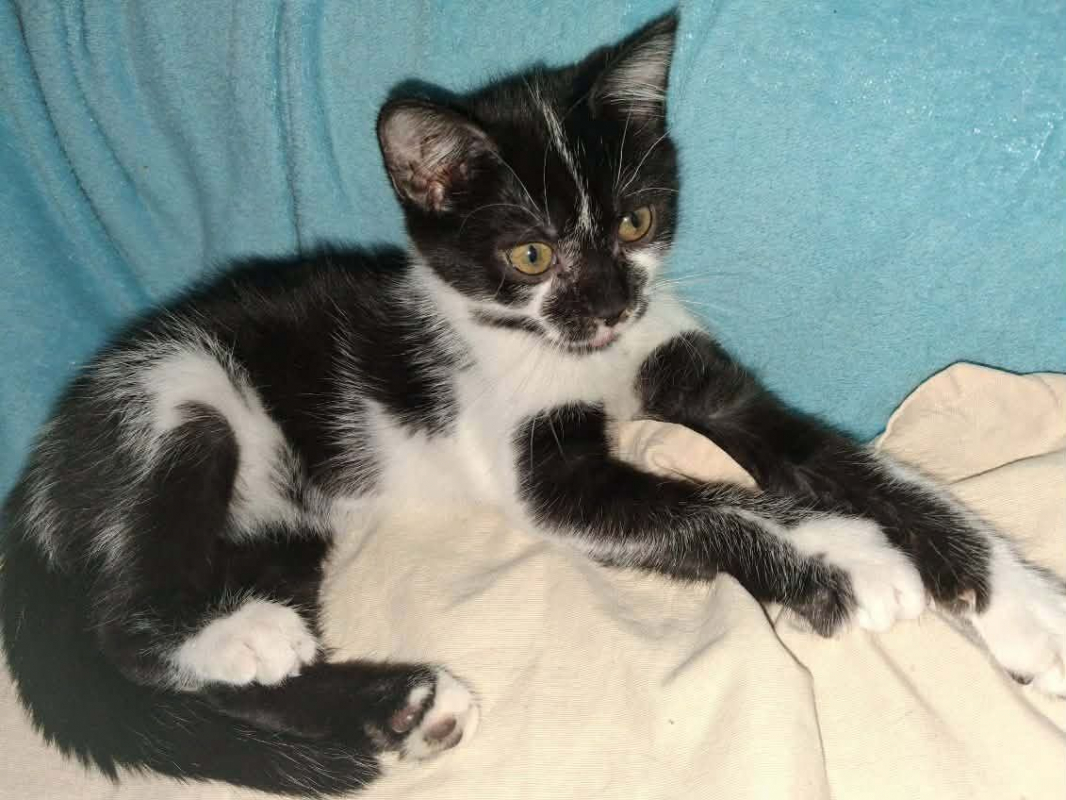 LILAS - Chat à adopter - photo 2