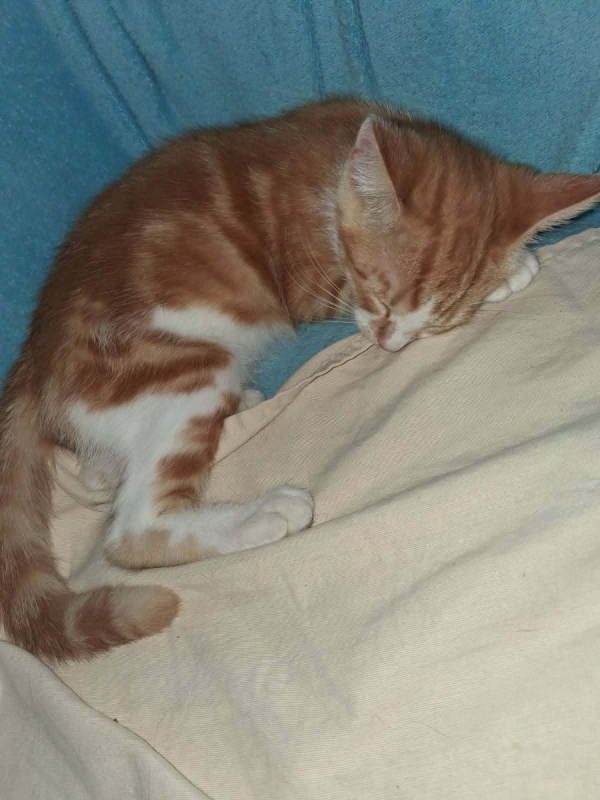 BAYLEE - Chat Européen à adopter