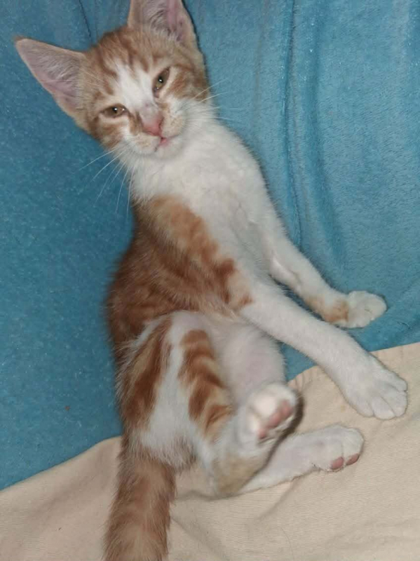 BAYLEE - Chat Européen à adopter - photo 2