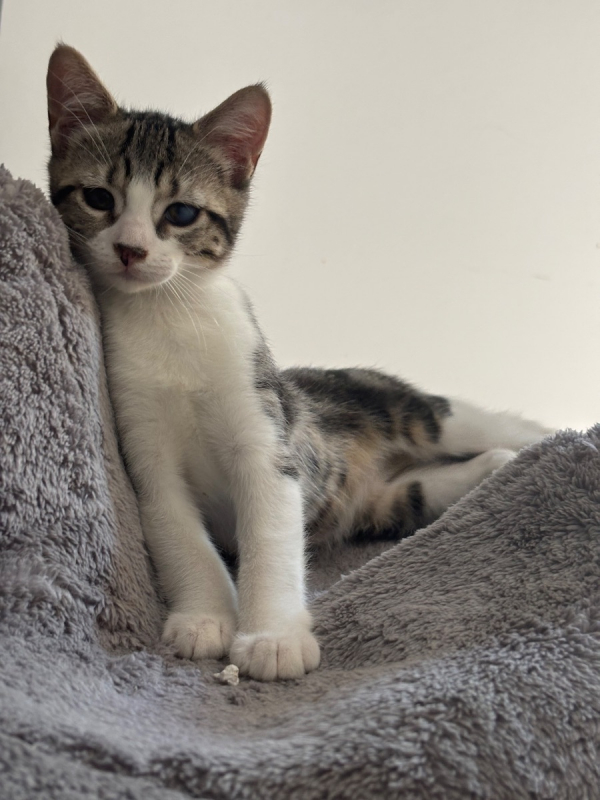 Zorg - Chat Européen à adopter