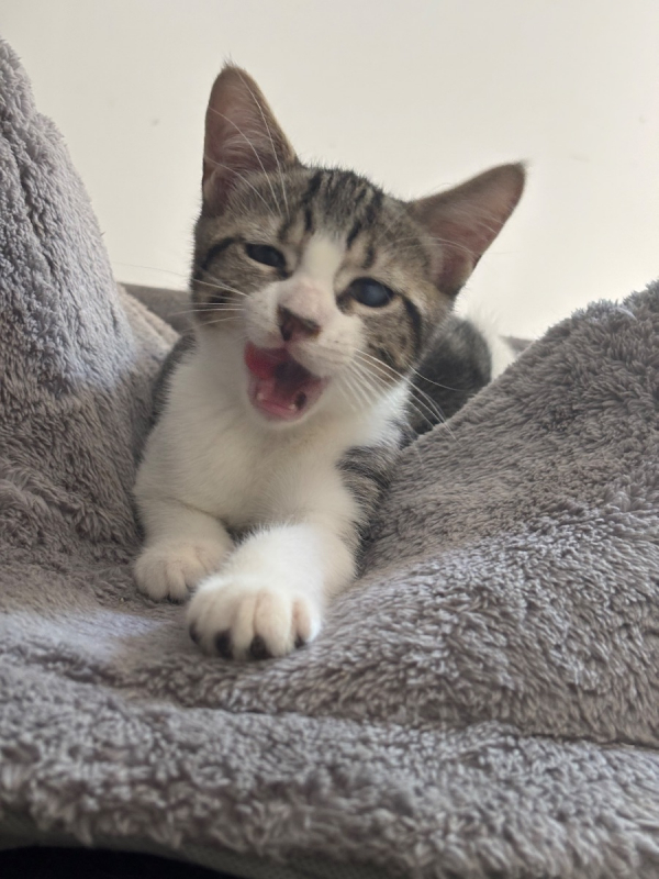 Zorg - Chat Européen à adopter - photo 2