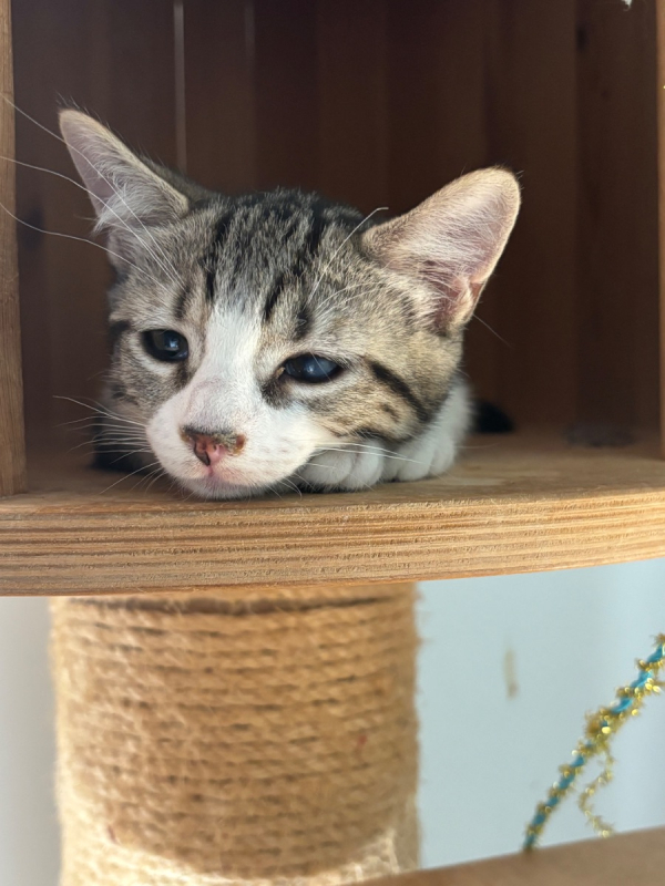 Zorg - Chat Européen à adopter - photo 3