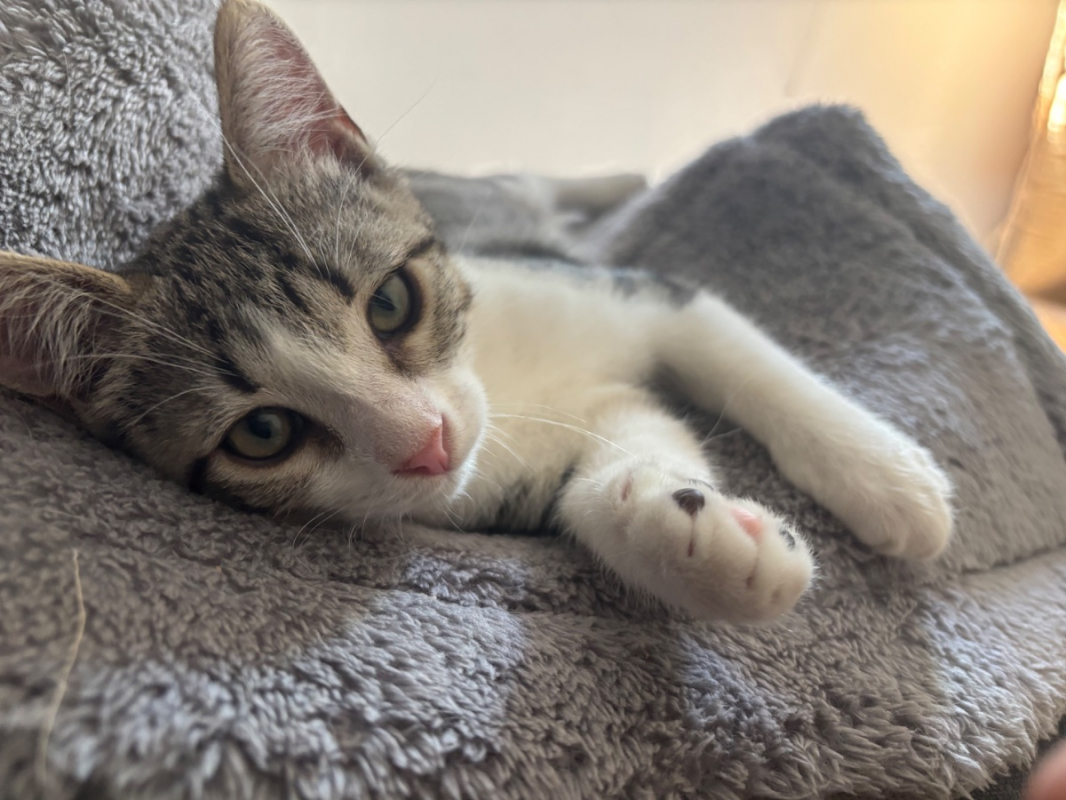 Léon - Chat Européen à adopter - photo 4