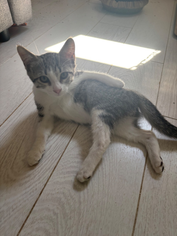 Léon - Chat Européen à adopter