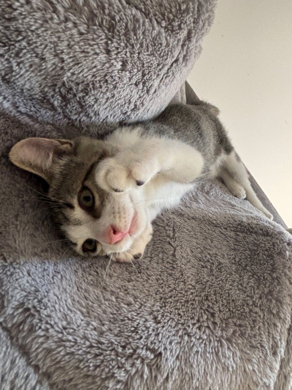 Léon - Chat Européen à adopter - photo 2