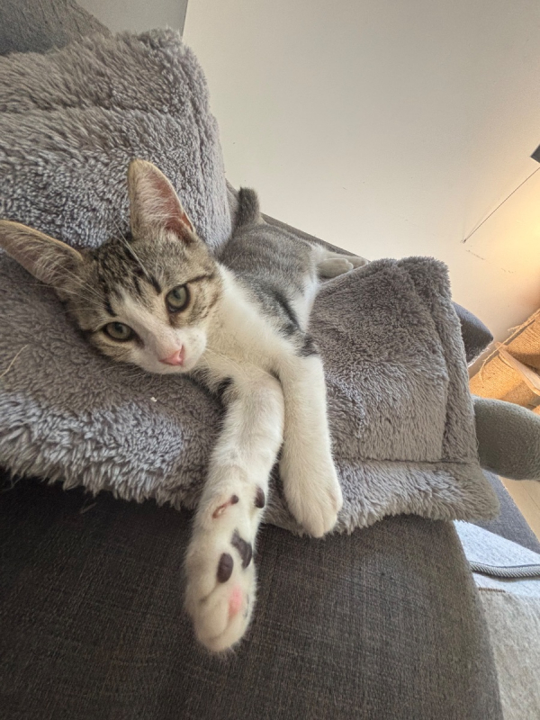 Léon - Chat Européen à adopter - photo 3