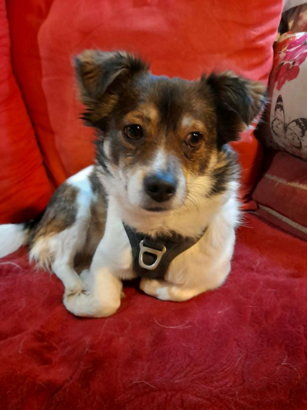 Lois et Kent - Chien à adopter - photo 4