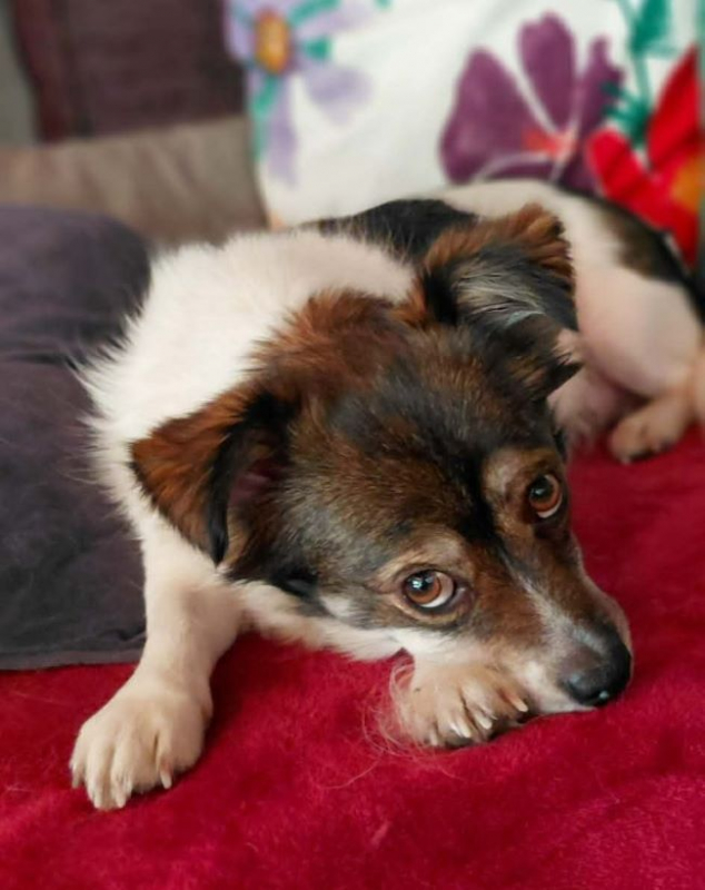 Lois et Kent - Chien à adopter - photo 2