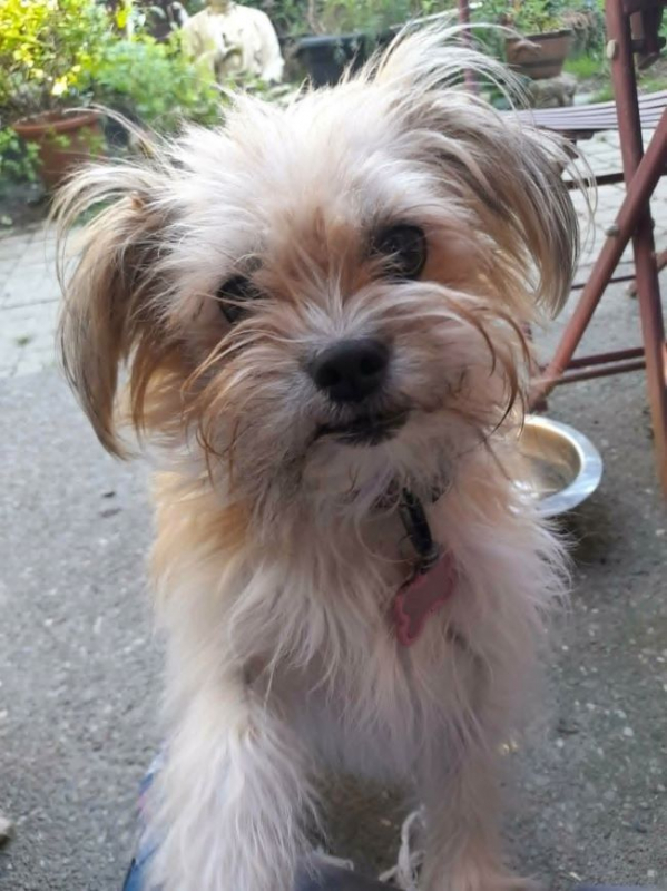 Lois et Kent - Chien à adopter - photo 3