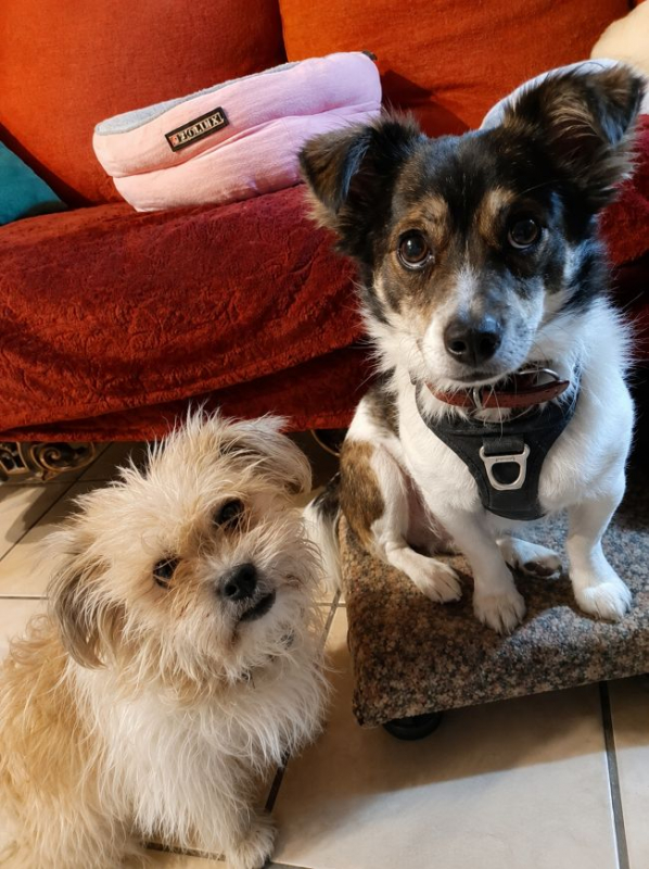 Lois et Kent - Chien à adopter