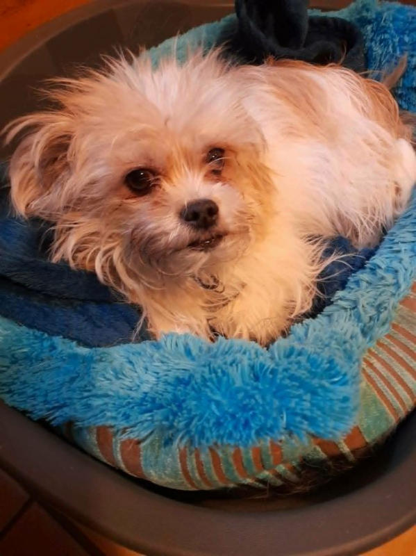 Lois et Kent - Chien à adopter - photo 8