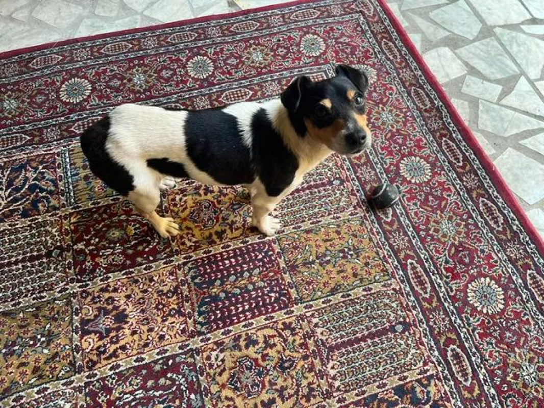 SPLASH - Chien Jack-Russell-Terrier à adopter - photo 2