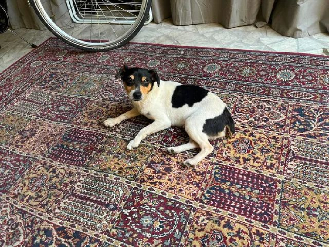 SPLASH - Chien Jack-Russell-Terrier à adopter - photo 3