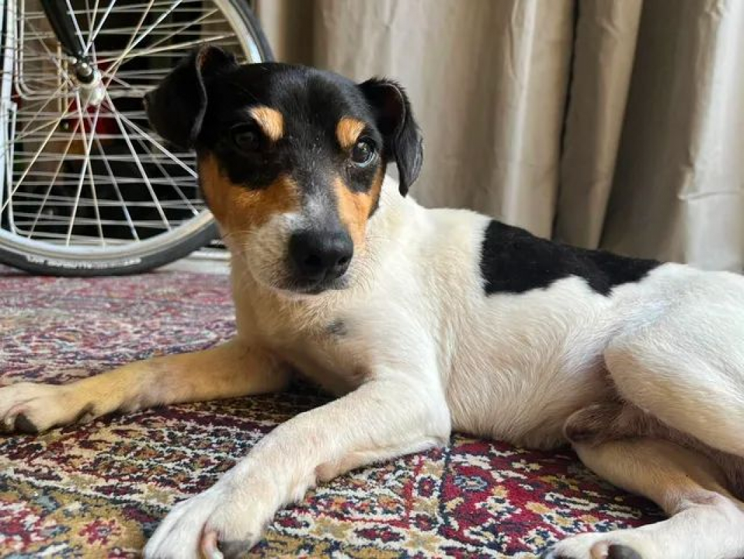 SPLASH - Chien Jack-Russell-Terrier à adopter