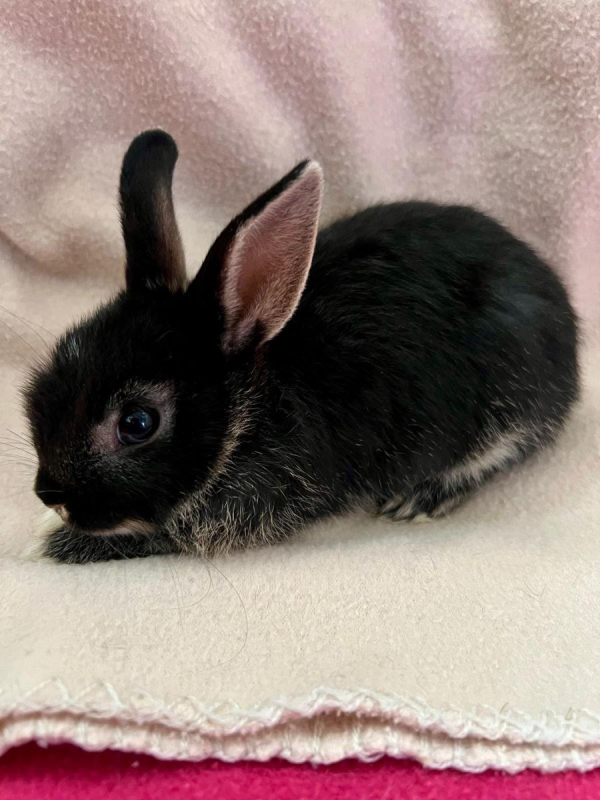 Béné, Tiphaine, Valou,Pascalou et Marie - Rongeur Lapin à adopter