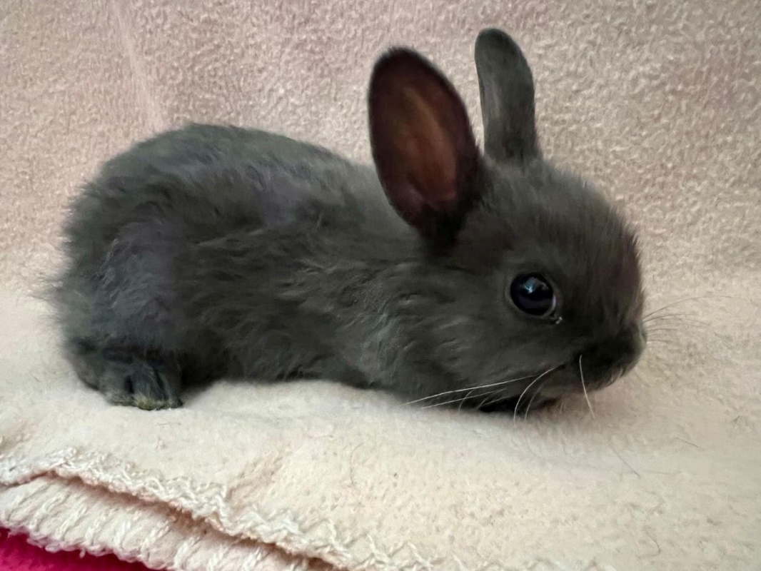 Béné, Tiphaine, Valou,Pascalou et Marie - Rongeur Lapin à adopter - photo 5