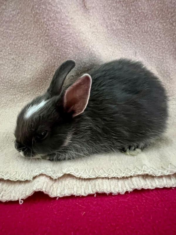 Béné, Tiphaine, Valou,Pascalou et Marie - Rongeur Lapin à adopter - photo 4