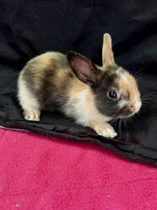 Béné, Tiphaine, Valou,Pascalou et Marie - Rongeur Lapin à adopter - photo 3