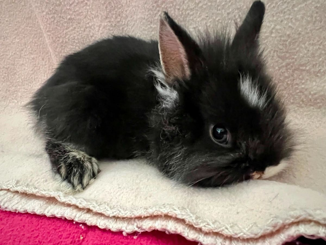 Béné, Tiphaine, Valou,Pascalou et Marie - Rongeur Lapin à adopter - photo 2