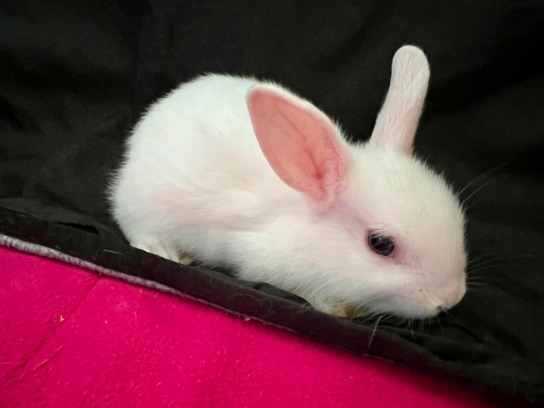 Effyx et Sofiane - Rongeur Lapin à adopter - photo 2