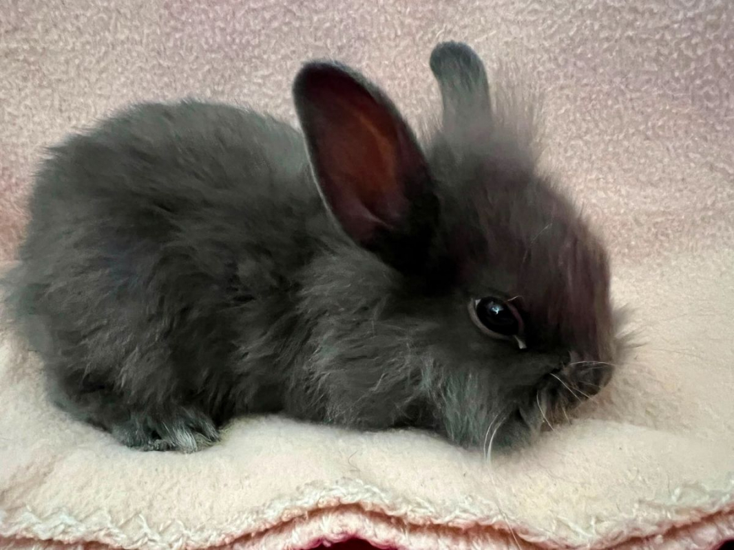 Effyx et Sofiane - Rongeur Lapin à adopter