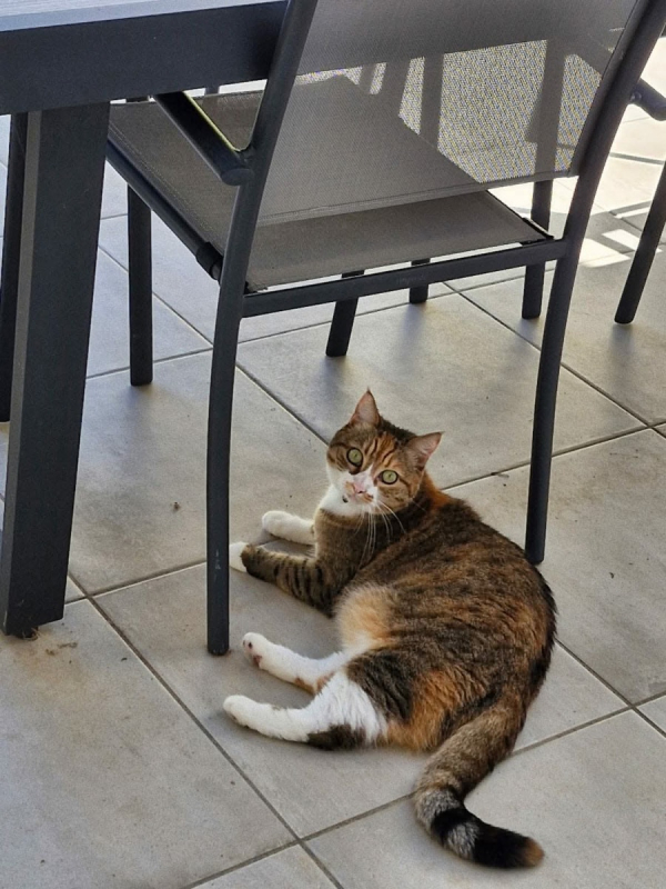 Plume - Chat Européen à adopter - photo 4