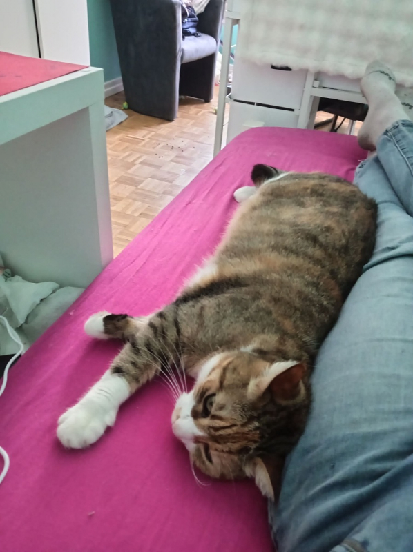 Plume - Chat Européen à adopter - photo 3