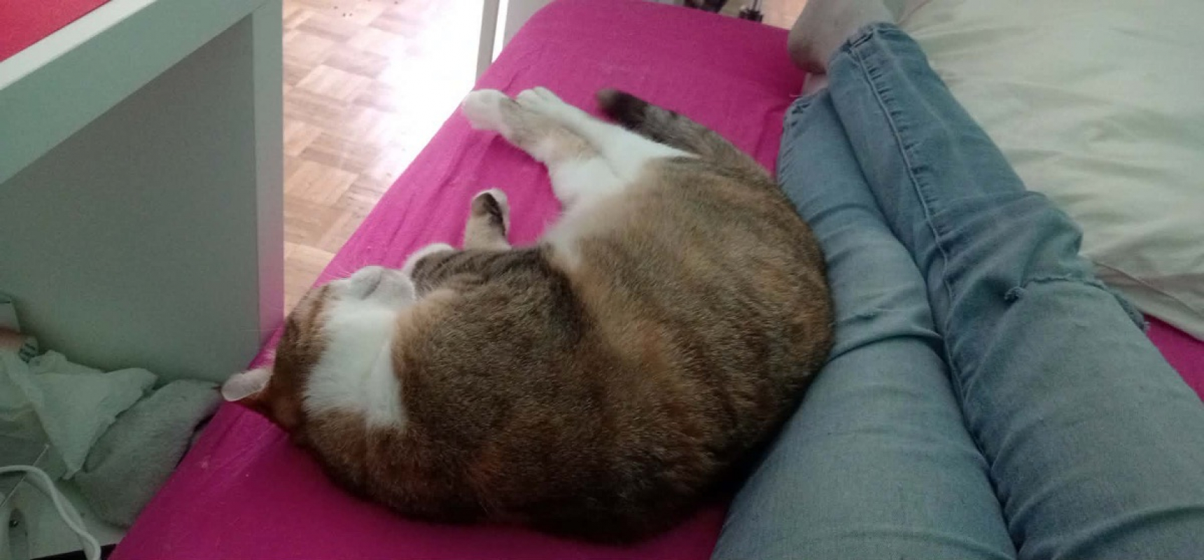 Plume - Chat Européen à adopter