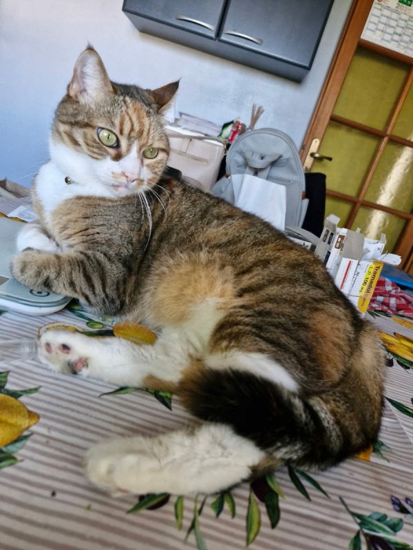 Plume - Chat Européen à adopter - photo 2