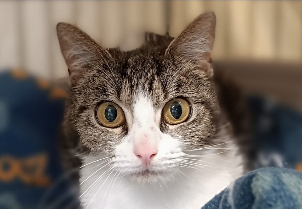 Rana - Chat à adopter