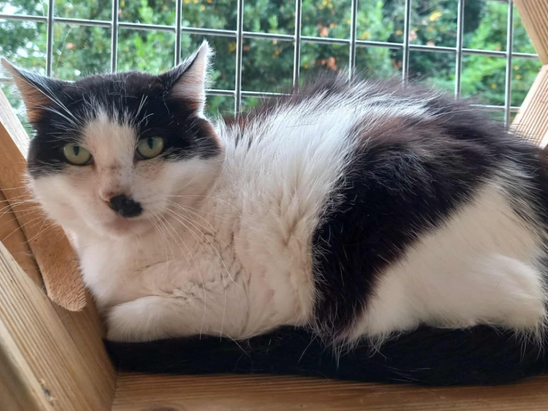 Photo #2 de Deadpool